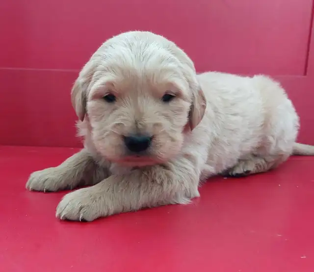 Golden Retriever Puppies - Photo 3