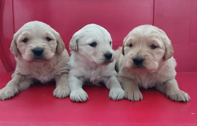 Golden Retriever Puppies - Photo 4