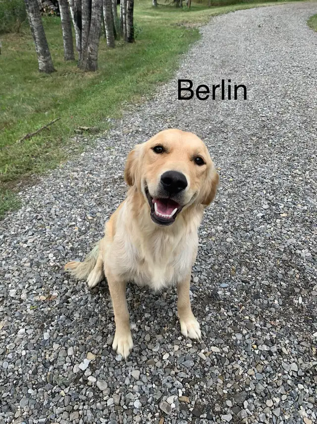 Golden Retriever Puppies - Photo 6