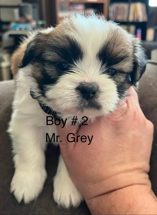 Shih Tzu Puppies! - Photo 2