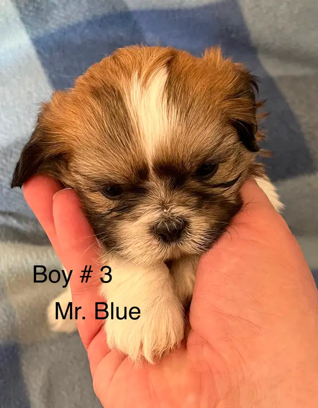 Shih Tzu Puppies! - Photo 3