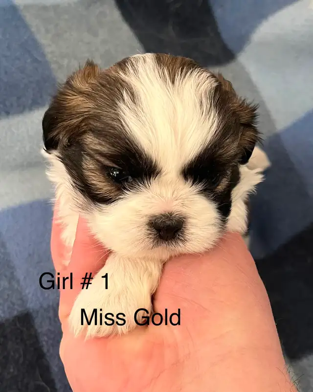 Shih Tzu Puppies! - Photo 4