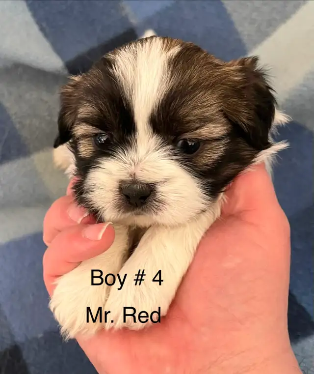 Shih Tzu Puppies! - Photo 5