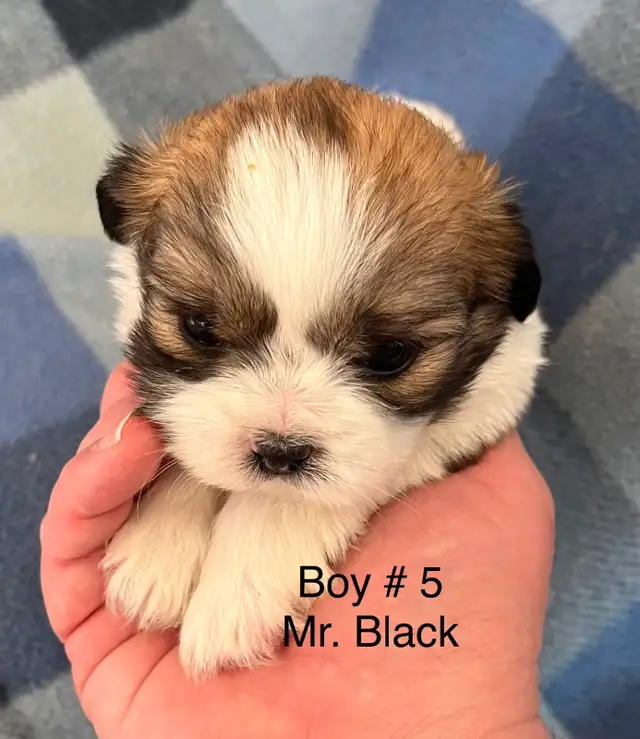 Shih Tzu Puppies! - Photo 6