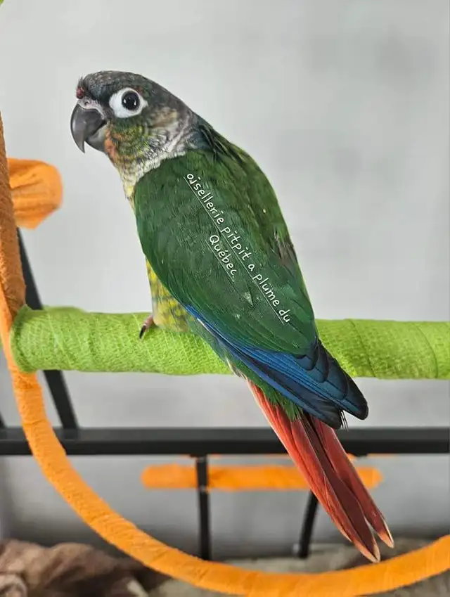 Bébé conure - Photo 2