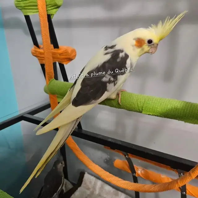 Bébé cockatiel - Photo 4