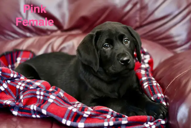 Lab puppies for sale