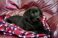 Lab puppies for sale