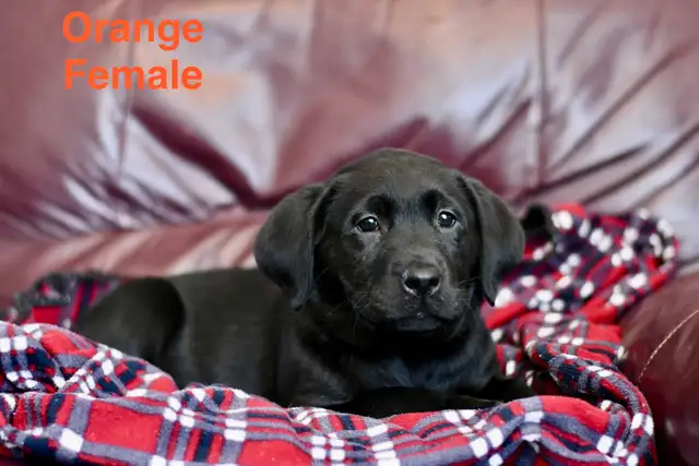 Lab puppies for sale - Photo 2