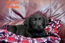 Lab puppies for sale - Photo 2