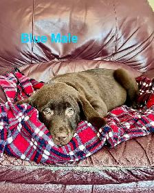 Lab puppies for sale - Photo 3