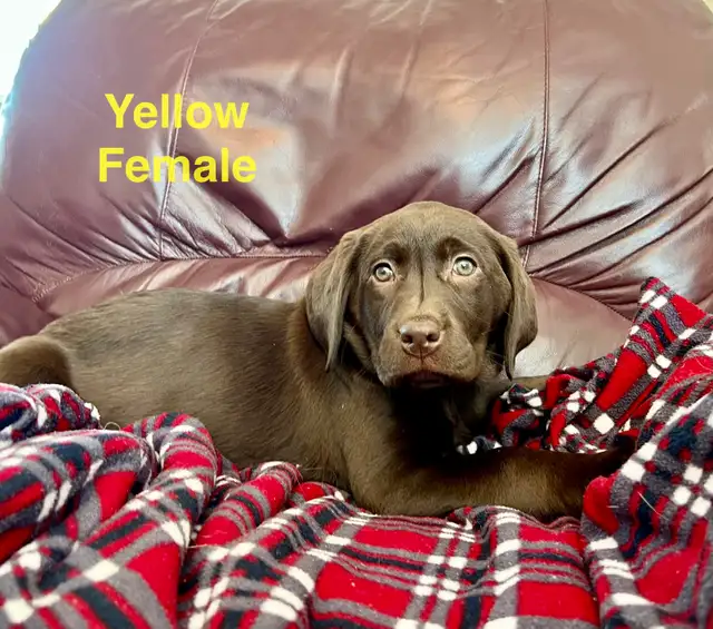 Lab puppies for sale - Photo 4