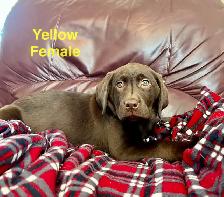 Lab puppies for sale - Photo 4