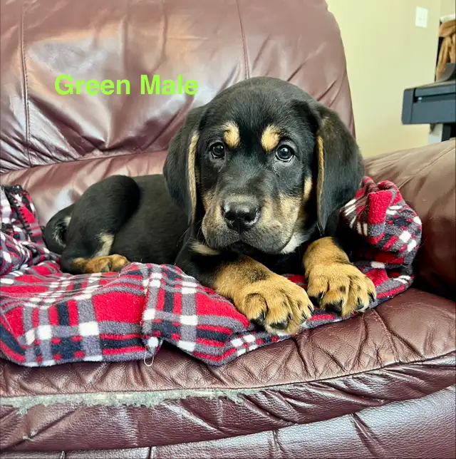 Lab puppies for sale - Photo 5