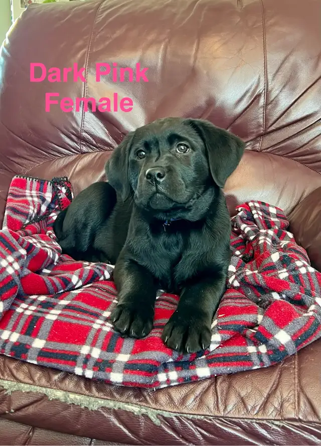 Lab puppies for sale - Photo 6