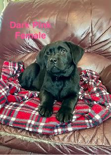 Lab puppies for sale - Photo 6
