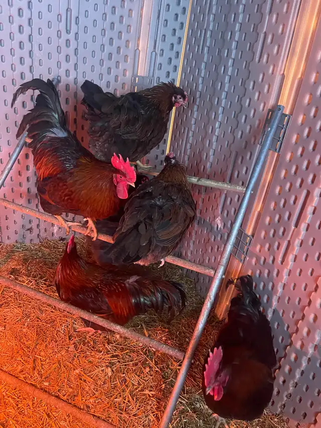 Welsummers - Photo 2