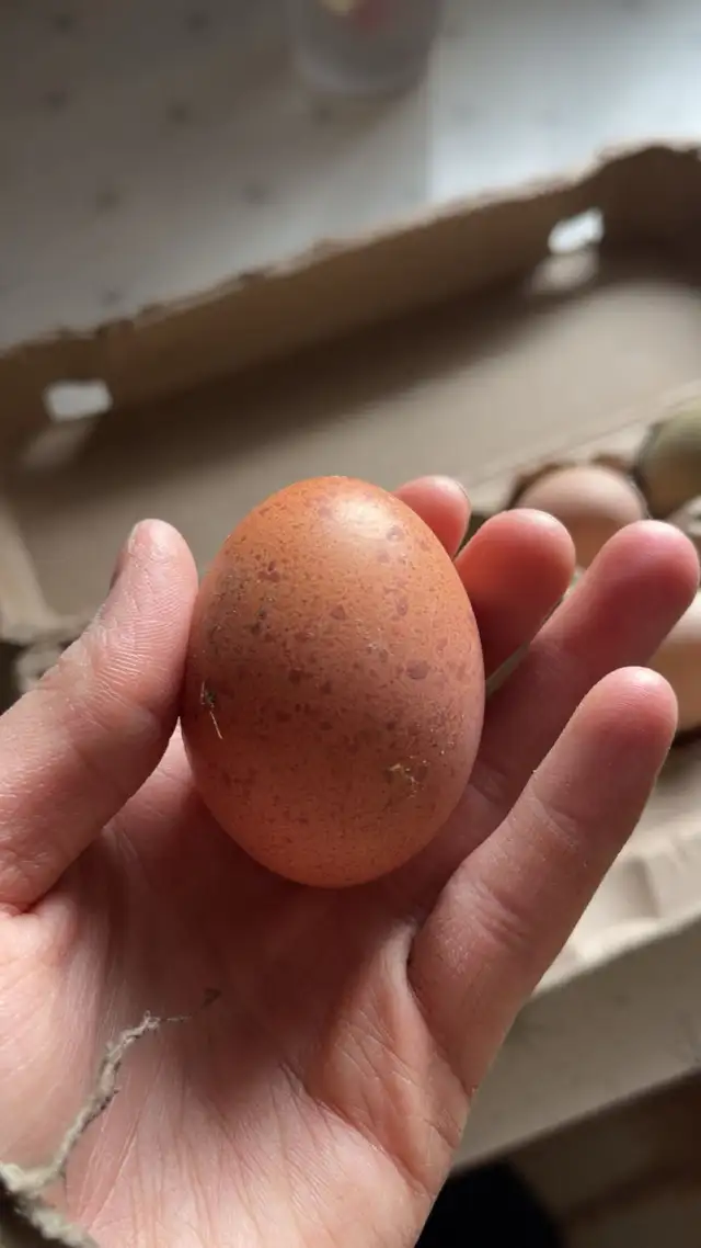 Welsummers - Photo 3