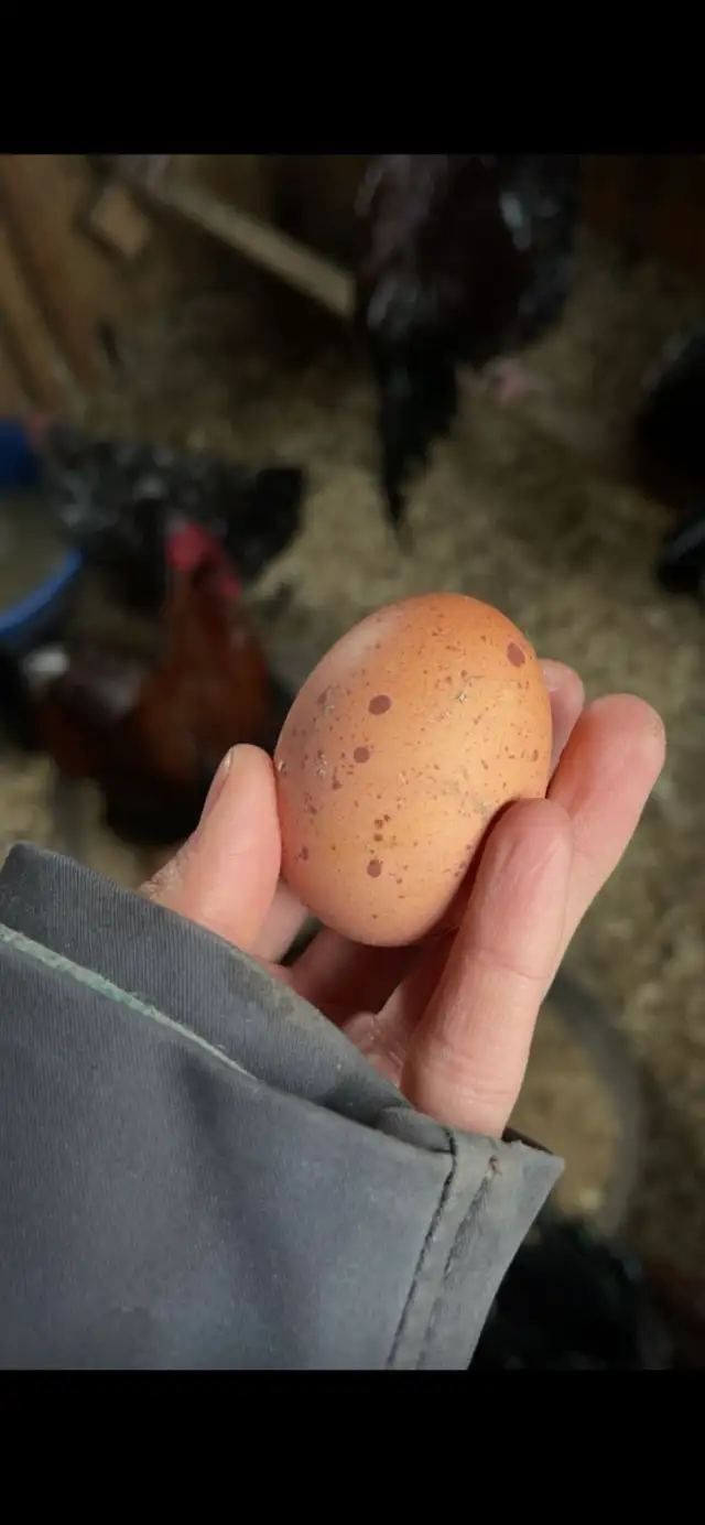 Welsummers - Photo 4