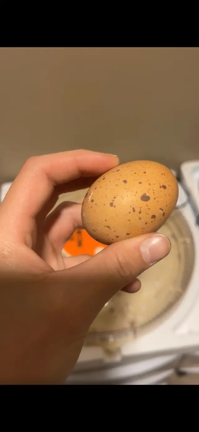 Welsummers - Photo 5