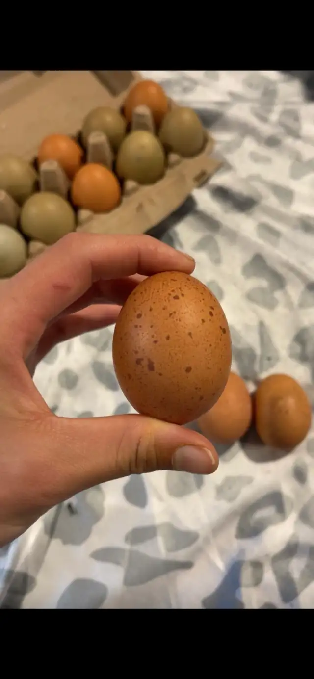 Welsummers - Photo 6