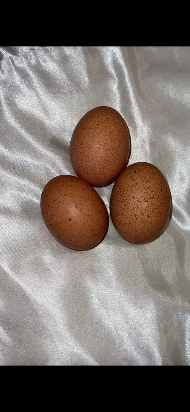 Welsummers - Photo 7