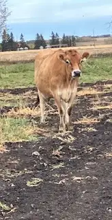 JERSEY X BROWN SWISS CROSS MILKING HEIFER FOR SALE