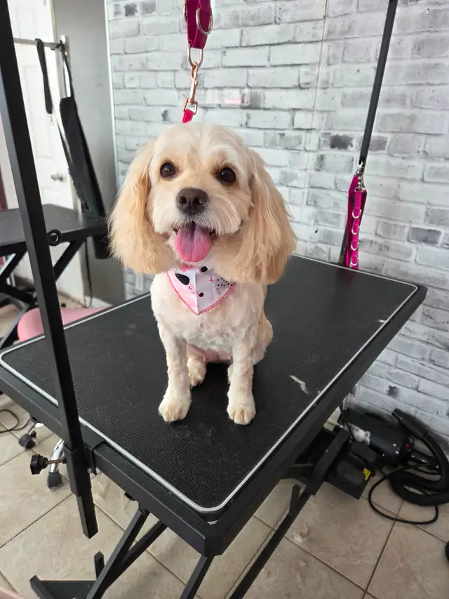 Toilettage/Grooming Gatineau