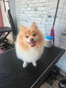 Toilettage/Grooming Gatineau - Photo 2