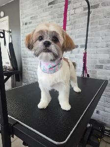 Toilettage/Grooming Gatineau - Photo 3