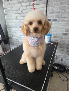 Toilettage/Grooming Gatineau - Photo 4