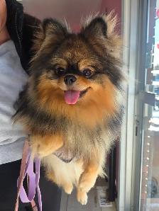 Toilettage/Grooming Gatineau - Photo 5