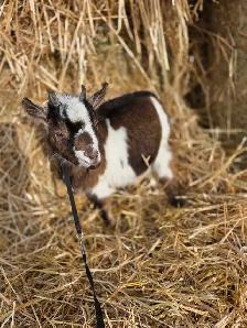 Dwarf Pygmy/Nigerian Buck