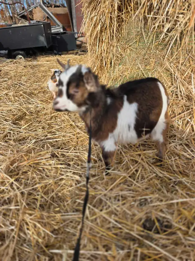 Dwarf Pygmy/Nigerian Buck - Photo 2