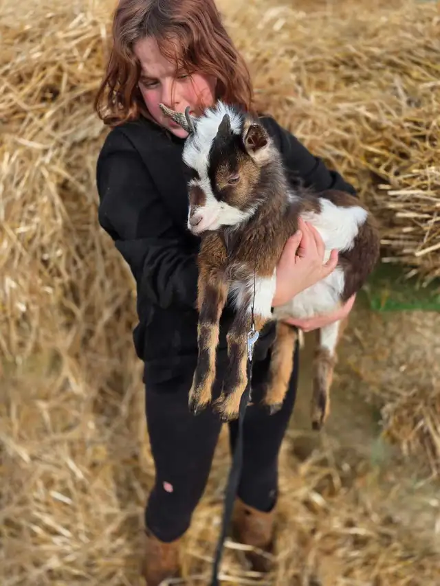 Dwarf Pygmy/Nigerian Buck - Photo 3