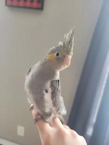 Bébé Cockatiel (Calopsitte) à vendre
