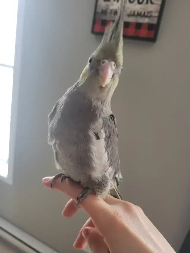 Bébé Cockatiel (Calopsitte) à vendre - Photo 2
