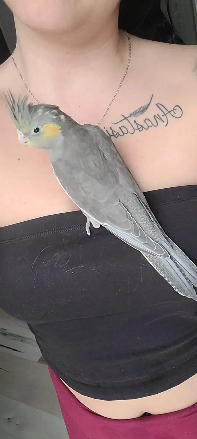 Bébé Cockatiel (Calopsitte) à vendre - Photo 3
