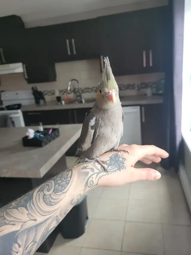 Bébé Cockatiel (Calopsitte) à vendre - Photo 4