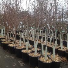 Real Cedar Mulch ! - Photo 5