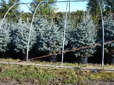 Local Grown Cedars Boxwoods Yews Japanese Maple Trees - Photo 3