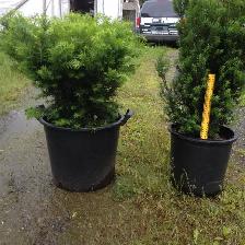 Local Grown Cedars, Boxwoods, Yews,  Japanese Maples - Photo 7