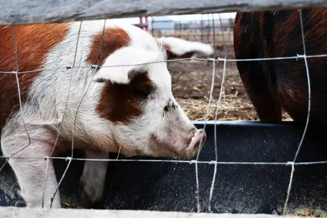 Pork Pre-Order - Photo 2