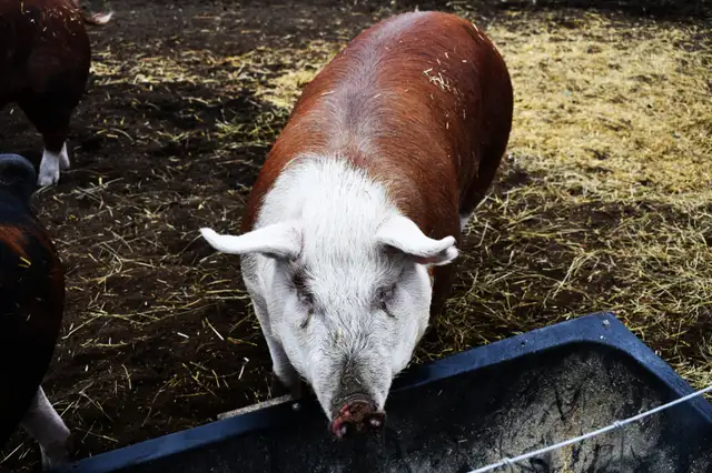 Pork Pre-Order - Photo 3