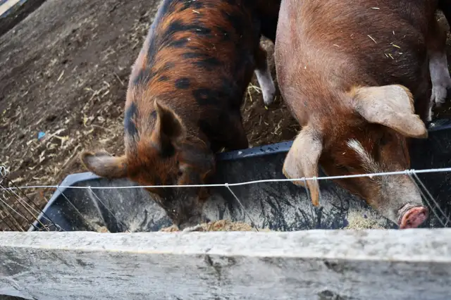 Pork Pre-Order - Photo 4