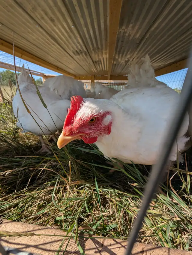 Farm Fresh Chicken - Photo 2