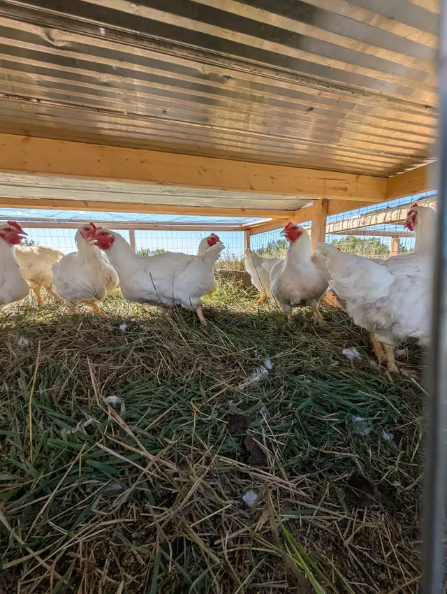 Farm Fresh Chicken - Photo 3