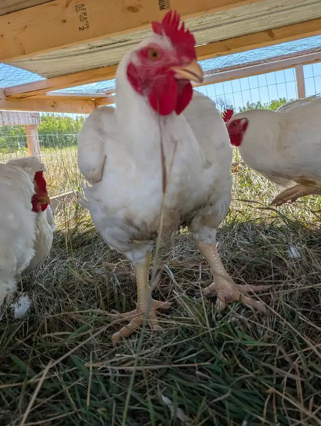 Farm Fresh Chicken - Photo 4