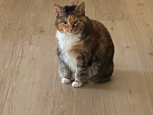 Small dog sitting and overnight care