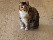 Small dog sitting and overnight care